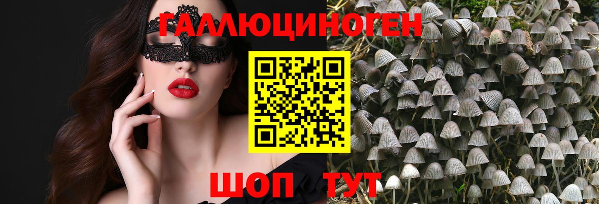 Галлюциногенные грибы Psilocybe Котовск